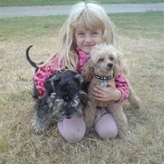 Dvaergschnauzer Ziza