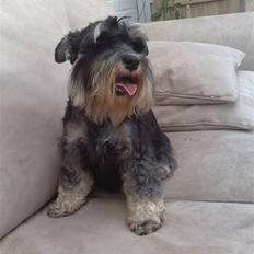 Dvaergschnauzer Ziza