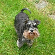 Dvaergschnauzer Ziza