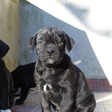 Blanding af racer Amadeus