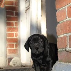 Blanding af racer Amadeus