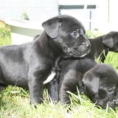 Blanding af racer Amadeus