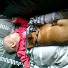 Griffon petit brabancon Zeus