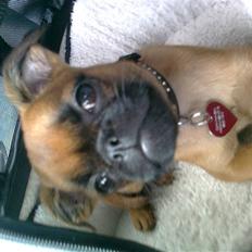 Griffon petit brabancon Zeus