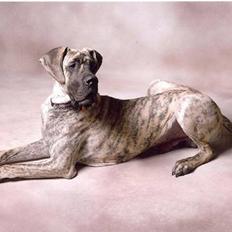 Grand danois Marley (SOLGT)