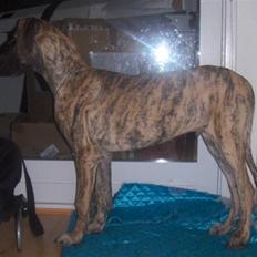 Grand danois Marley (SOLGT)