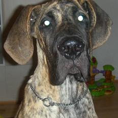 Grand danois Marley (SOLGT)