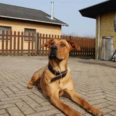 Blanding af racer Lady