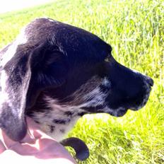 Blanding af racer Arkan *Leveret tilbage*