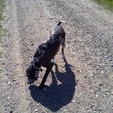 Blanding af racer Arkan *Leveret tilbage*