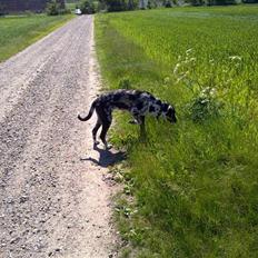 Blanding af racer Arkan *Leveret tilbage*