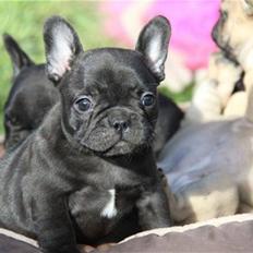 Fransk bulldog Tove
