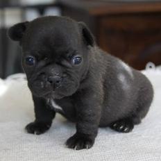Fransk bulldog Tove