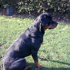 Rottweiler Dingo SOLGT