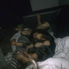 Rottweiler Dingo SOLGT