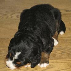 Berner sennenhund molly
