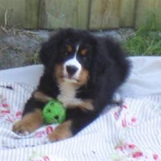 Berner sennenhund molly