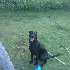 Blanding af racer Pongo