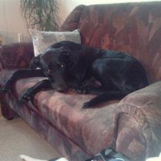 Blanding af racer Pongo