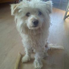 Chinese crested powder puff Bumle <3