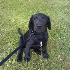 Blanding af racer Zeus