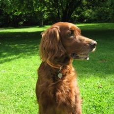 Irsk setter Amy (Lille My)