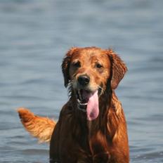 Golden retriever Fimpe