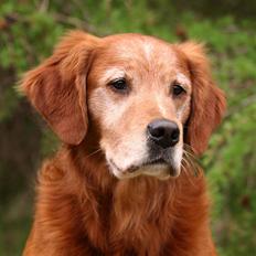 Golden retriever Fimpe