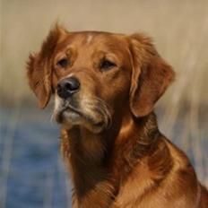 Golden retriever Fimpe