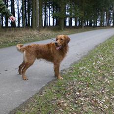 Golden retriever Guinness