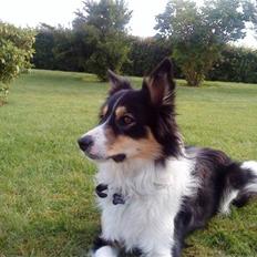 Border collie Kato
