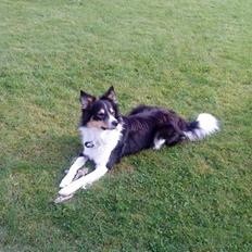 Border collie Kato