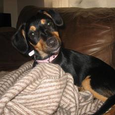 Blanding af racer sita