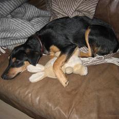 Blanding af racer sita