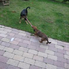 Blanding af racer sita