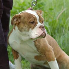 Olde english bulldogge Tennessee (RIP)
