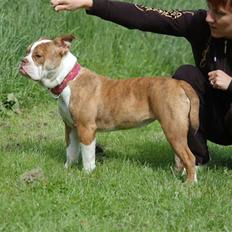 Olde english bulldogge Tennessee (RIP)