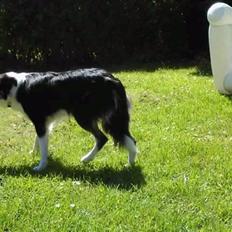 Border collie Zoe R.I.P tøs pigen