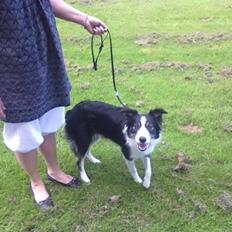Border collie Zoe R.I.P tøs pigen