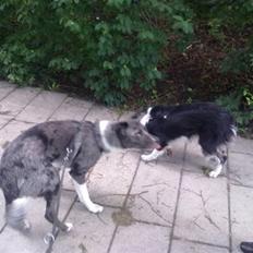 Border collie Zoe R.I.P tøs pigen
