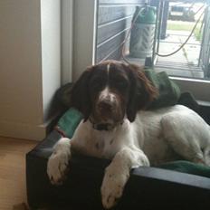 Tysk wachtelhund Niko