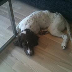 Tysk wachtelhund Niko