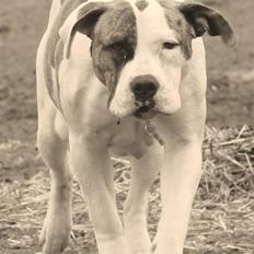 Amerikansk bulldog Doller