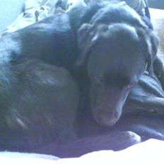 Blanding af racer Charlie