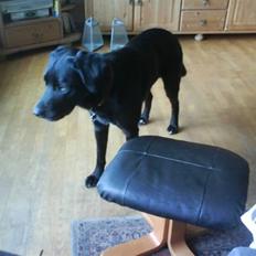 Blanding af racer Charlie