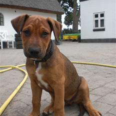 Blanding af racer Rex