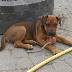 Blanding af racer Rex