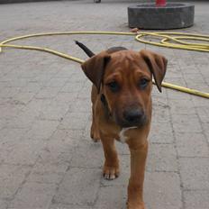 Blanding af racer Rex