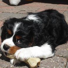 Cavalier king charles spaniel Thor (lille Thor)
