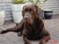 Labrador retriever Neo - smukke vovse!